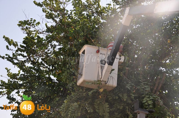 trees lud 1112 (25).JPG